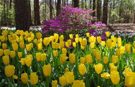 Garvan Woodland Gardens Tulips