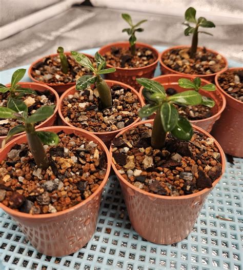 The Ultimate Guide For Indoor Plumeriafrangipani