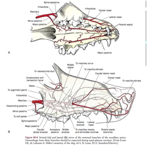 Dog Nasal Cavity Diagram