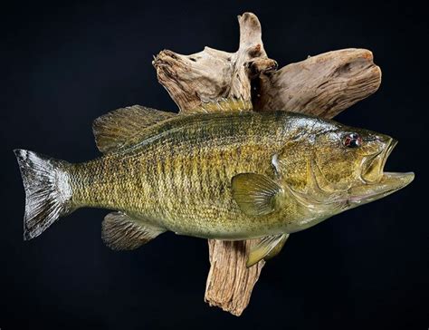 Smallmouth Bass Mounts Replica Mounts From New Wave Taxidermy