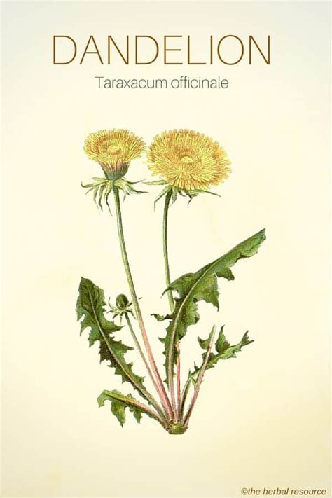 Dandelion Benefits And Side Effects Herbs Herbal Plants Herbalism