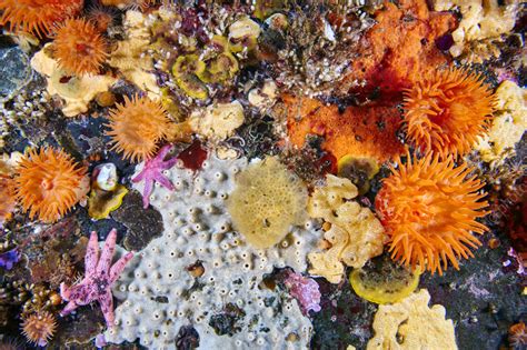 Actinia Sea Anemone Starfishes And Sponges Stock Image C0559314