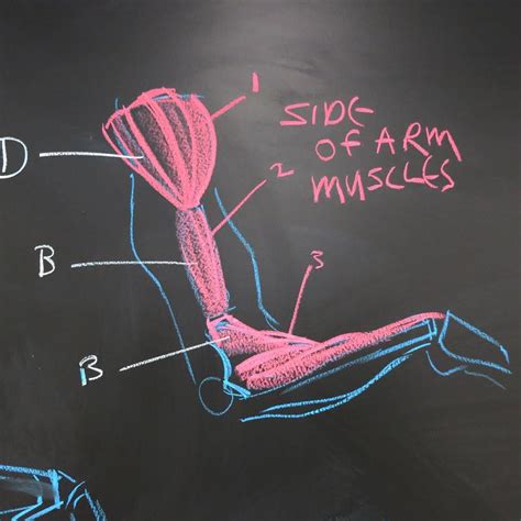 A Side Of The Arm Diagram I Break Down The Arms And Legs From The Back