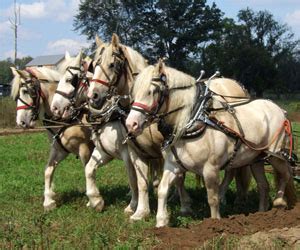 The american cream draft is a rare draft horse breed, the only such breed developed in the united states that is still in existence. The Livestock Conservancy
