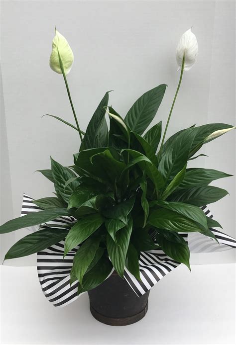 Peace Lily Plant In Bakersfield Ca House Of Flowers