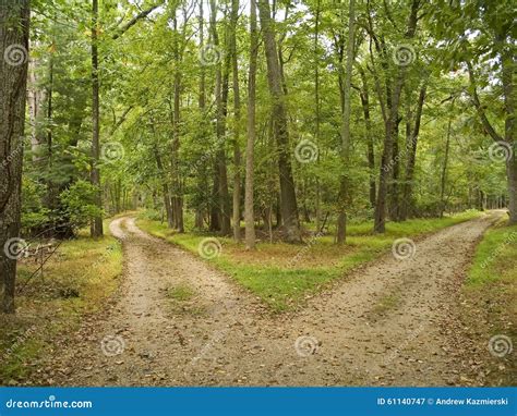 Two Paths Stock Image Image Of Woods Paths Road Trees 61140747