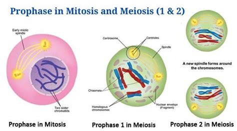 For Both Mitosis And Meiosis Prophase Is The Phase That Follows