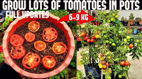 Easy To Grow Tomato Plants From The Tomato Seeds Grow Your Own