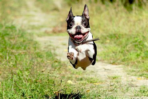 Boston Terrier Dog Breed Information And Characteristics Daily Paws