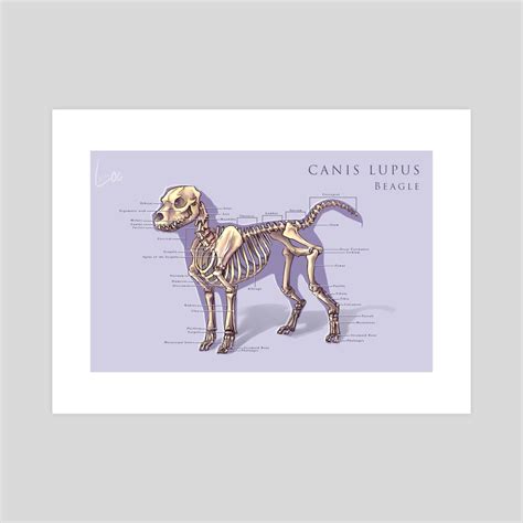 Dog Skeleton Chart An Art Print By Roselyne Lougnon Inprnt