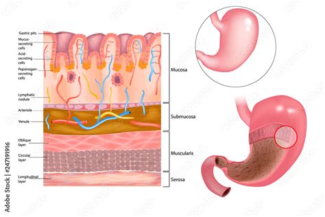 Plakat Diagram Of The Alkaline Mucous Layer In The Stomach Diagram Of