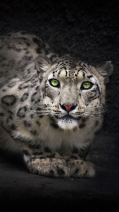 Snow Leopard Hd Wallpapers Wallpaper Cave