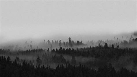 View Of The Misty Woods In Norway Premium Image By Kwanloy Foggy Forest Misty