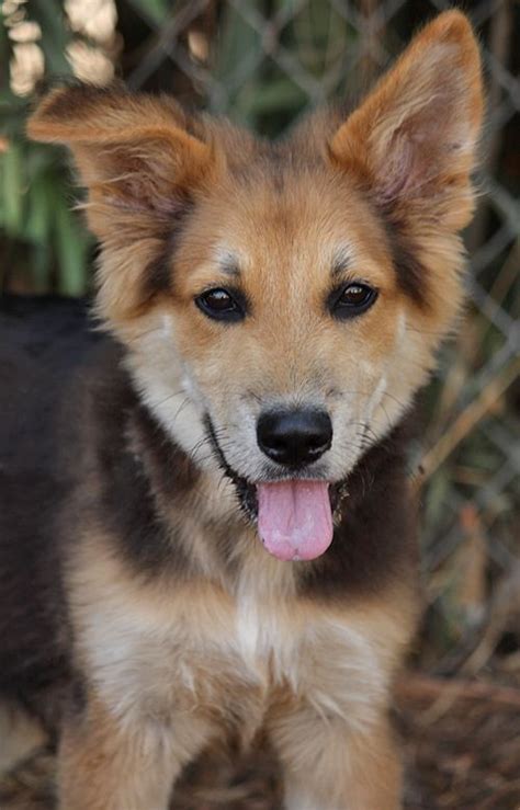 This way, you'll give a needy pup in need a home. German Shepherd Mix Puppies For Adoption