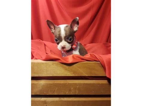 2 Males Boston Terrierchihuahua Puppies Phoenix Puppies For Sale Near Me