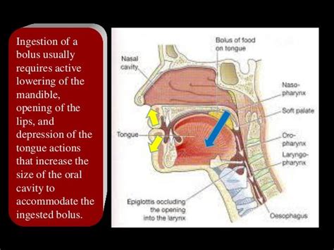 Anatomy And Neurophysiology Of Swallowing