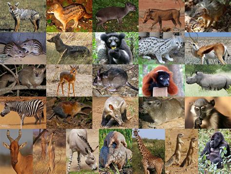 Mammals Of Africa 3 Quiz By Scuadrado