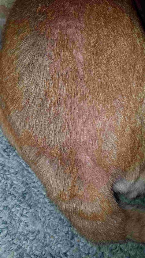 Dog Yeast Infection Fur Dogjullle