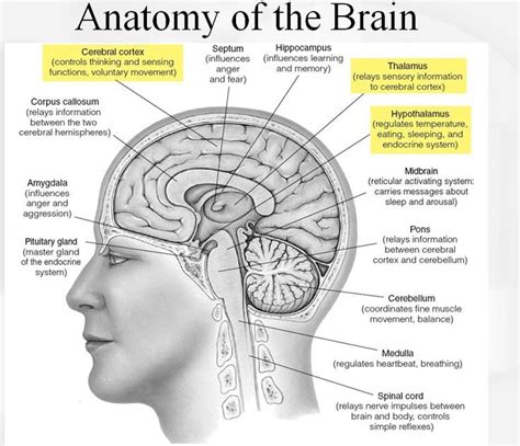 Brain Anatomy Human Anatomy And Physiology Medical Knowledge