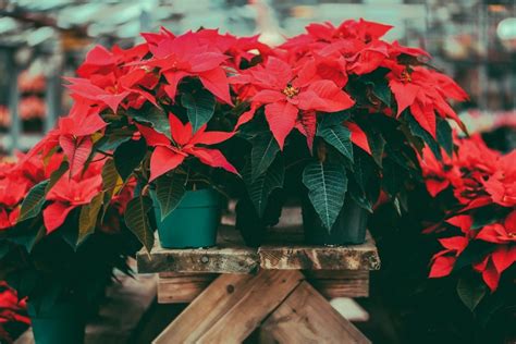 Caring For Your Christmas Plants Blog Floral Acres