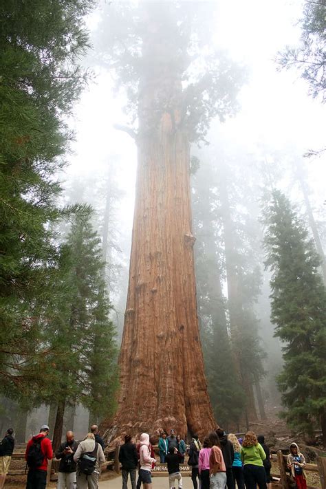 The Largest Tree In The World Sequoia National Park The Wherever Writer