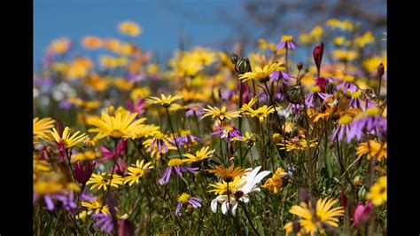 Namaqualand Wild Flowers South Africa Youtube