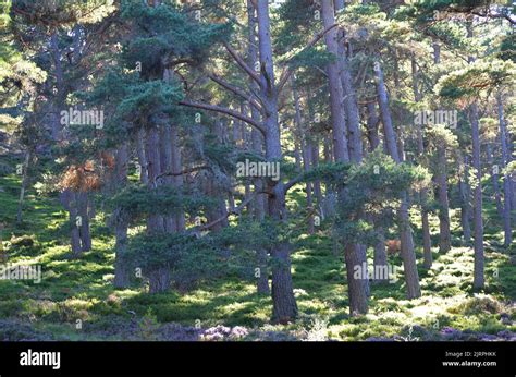 Caledonian Pine Forests Along The Clais Fhearnaig Circuit In The