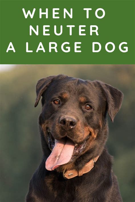 A temperature above 106 places him at risk for heat stroke. When to Neuter a Dog Large Breed - Labradoodle Home