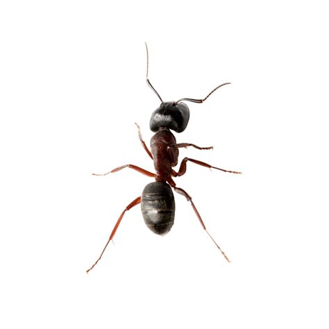 Carpenter Ants Extermination And Removal Pest Free Living