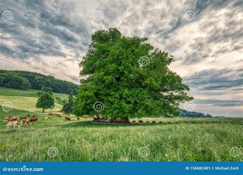 Breathtaking Hdr Shot Of An Old Linden Tree Under Spectacular Sky In