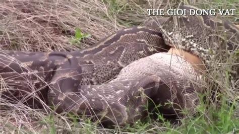 Most Amazing Wild Animal Attacks Giant Anaconda Attacks Human Craziest