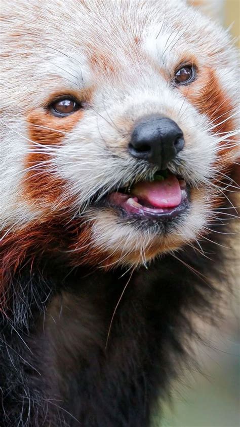 Red Panda Color Face Eyes Animal Fleur De Bambou Pinterest