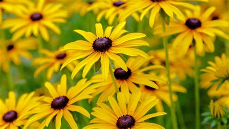 Black Eyed Susan Flowers Planting Growing And Caring For Black Eyed