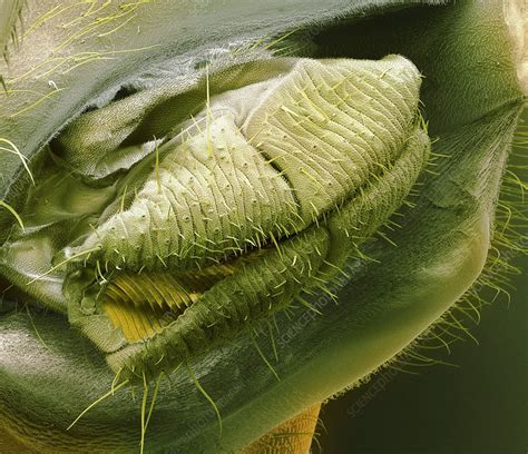 Fruit Fly Mouth Sem Stock Image C0103109 Science Photo Library