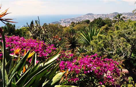 Der botanische garten (jardim botanico) ist eine der wichtigsten sehenswürdigkeiten madeiras. Im Botanischen Garten Funchal Foto & Bild | europe ...