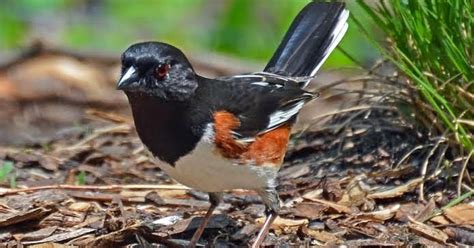 Wild Birds Unlimited Black Bird With White Belly And Brown Sides