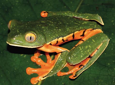 Scientist discovers new species of frog in Central America: Sylvia's ...