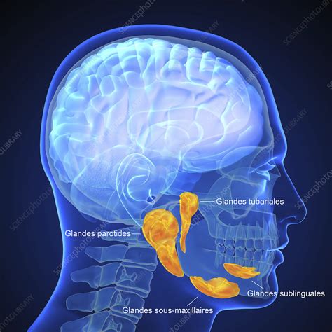 Salivary Glands Illustration Stock Image C0506250 Science Photo