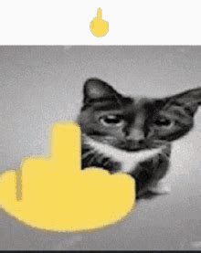 Cat Middle Finger Cat Middle Finger Discover Share GIFs