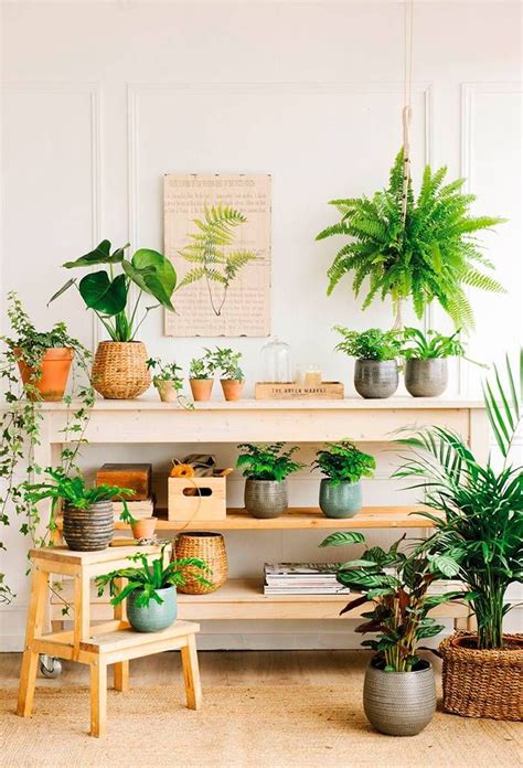 Ver más ideas sobre plantas, decoracion plantas, ideas de jardinería. Un vergel | Plantas de interior, Plantas en pared y ...