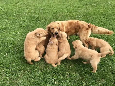 We started off with toy breeds, yorkies, papillions and now goldens. Golden Retriever Puppies For Sale | San Antonio, TX #240473