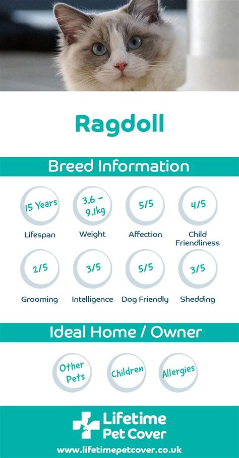 Ragdoll Cat Breed Information Ragdoll Cat Cat Grooming Ragdoll
