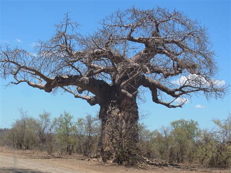 The Baobab Tree - Wanyama Safaris