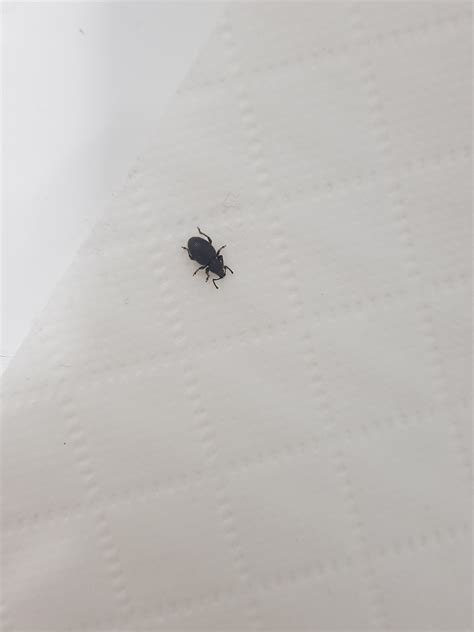 Das können sie tun unterschiedliche käferarten können den weg in ihre vier wände finden. Schwarze Käfer in der Wohnung Hilfe? (Insekten, Schädlinge ...