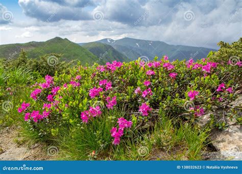 Blossoming Pink Rhododendron In The Mountains Flowering Valley On Top