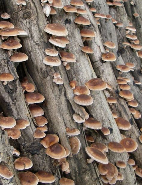 Prepper Handbook Blog Growing Mushrooms In Logs