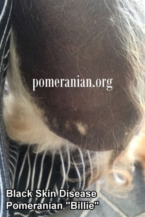 Black Skin Disease Pomeranian