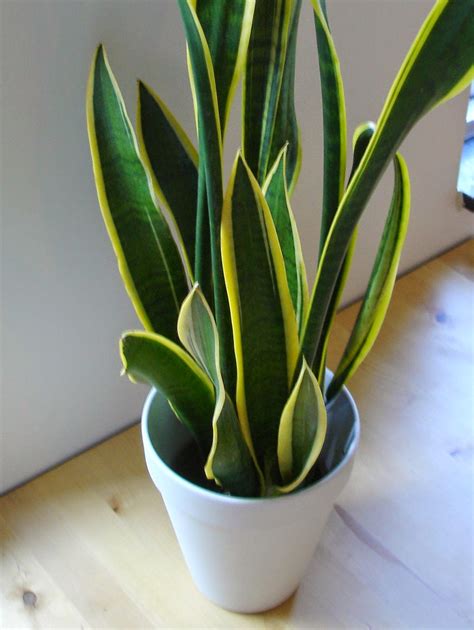Lidah mertua adalah salah satu jenis tanaman hias populer yang banyak ditanam dalam pot di rumah. KLASIFIKASI LIDAH MERTUA PDF