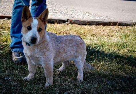 Cowboy corgi named scout, is a very handsome sprout! corgi red heeler mix - Google Search | animals | Pinterest