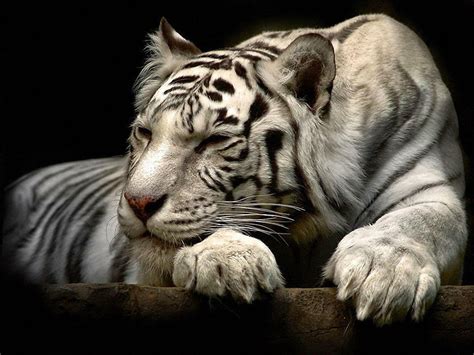 Anime White Tiger Wallpapers Wallpaper Cave